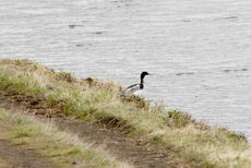 Mittelsäger (1 von 6).jpg